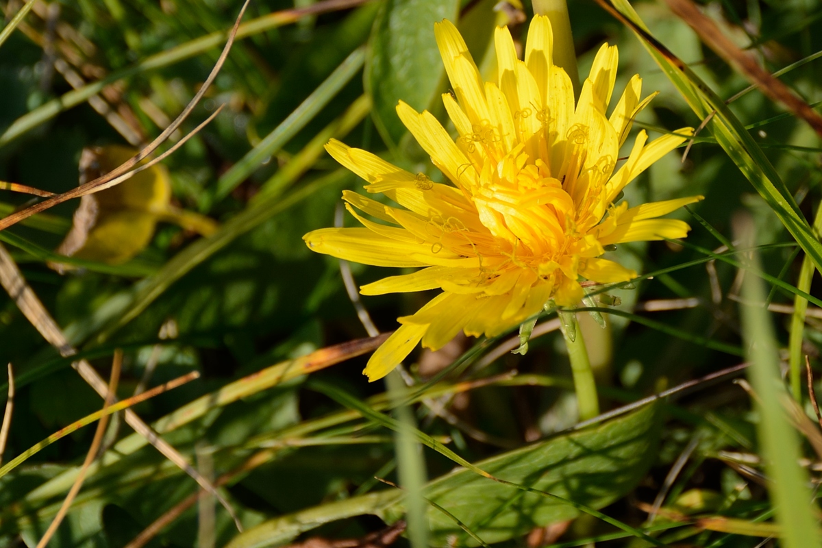 Изображение особи род Taraxacum.