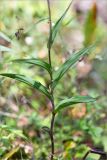 Epipactis atrorubens