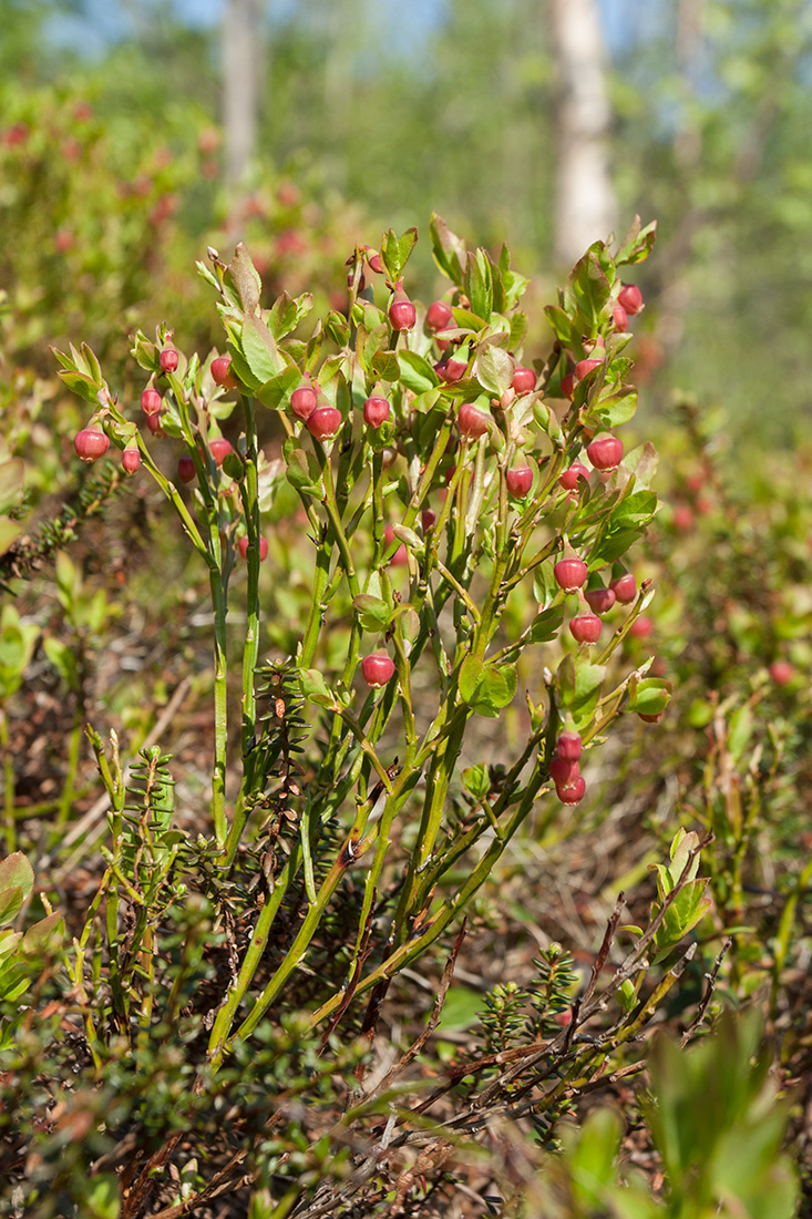 Image of Vaccinium myrtillus specimen.