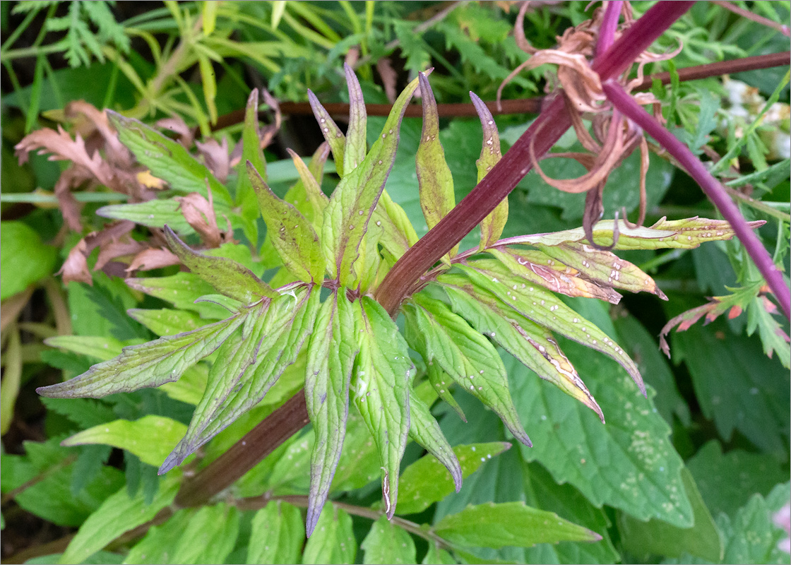 Image of Valeriana salina specimen.