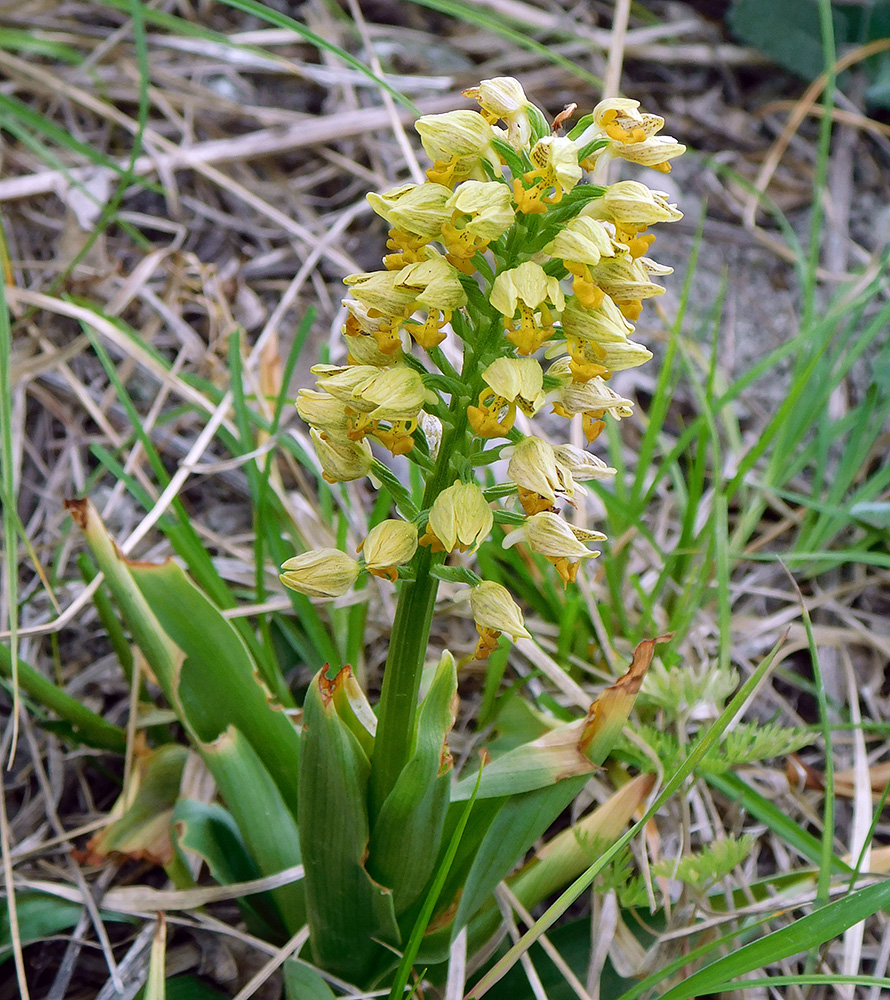 Image of Orchis punctulata specimen.