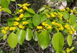 Смотреть изображение Paliurus spina-christi