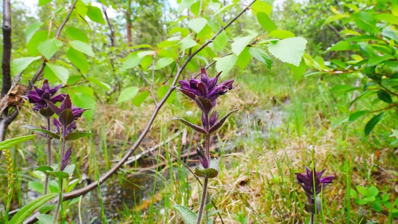 Image of Bartsia alpina specimen.