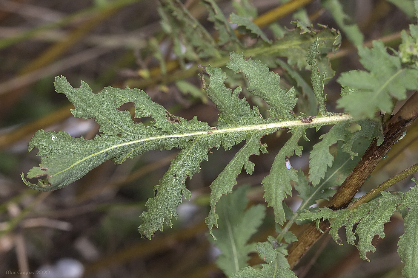 Image of Tanacetum vulgare specimen.