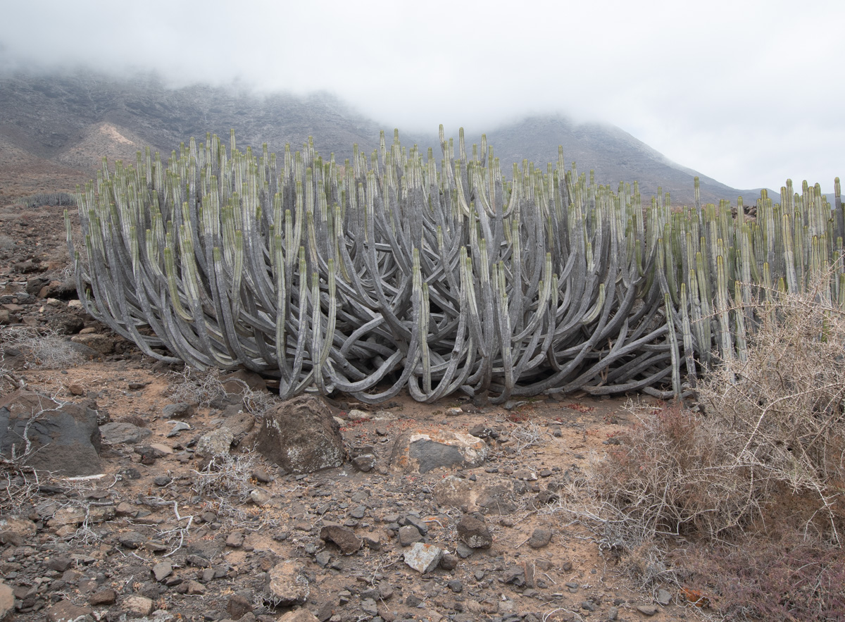 Изображение особи Euphorbia canariensis.