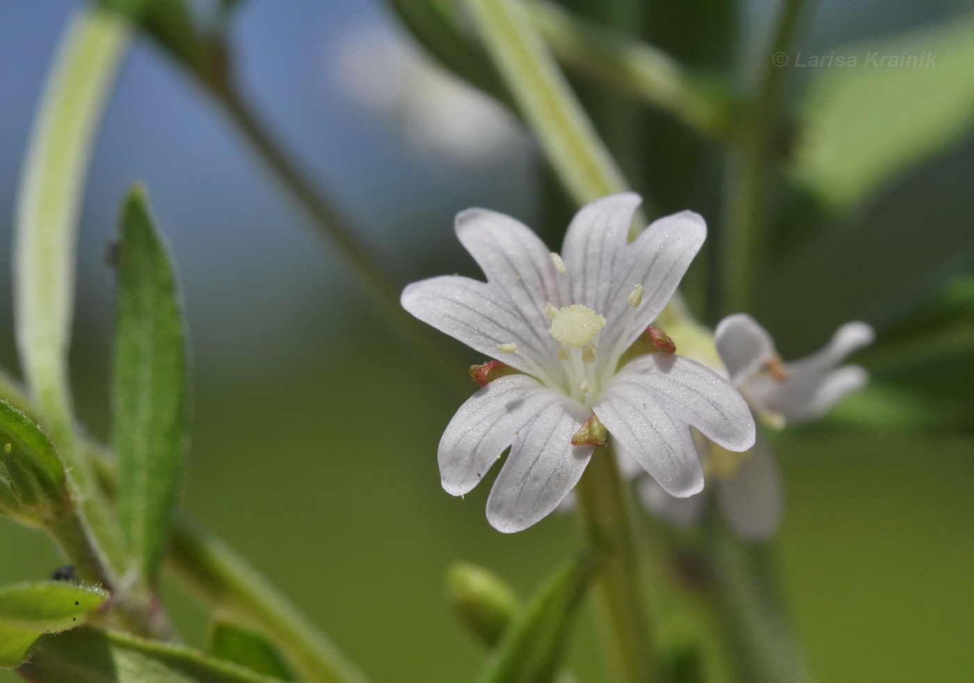 Изображение особи Epilobium fastigiato-ramosum.