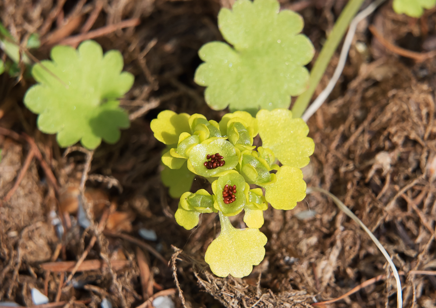 Image of Chrysosplenium sibiricum specimen.