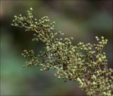 Filipendula ulmaria. Часть соплодия с созревающими плодами. Московская обл., Раменский р-н, окр. дер. Хрипань, садовый участок. 01.08.2020.