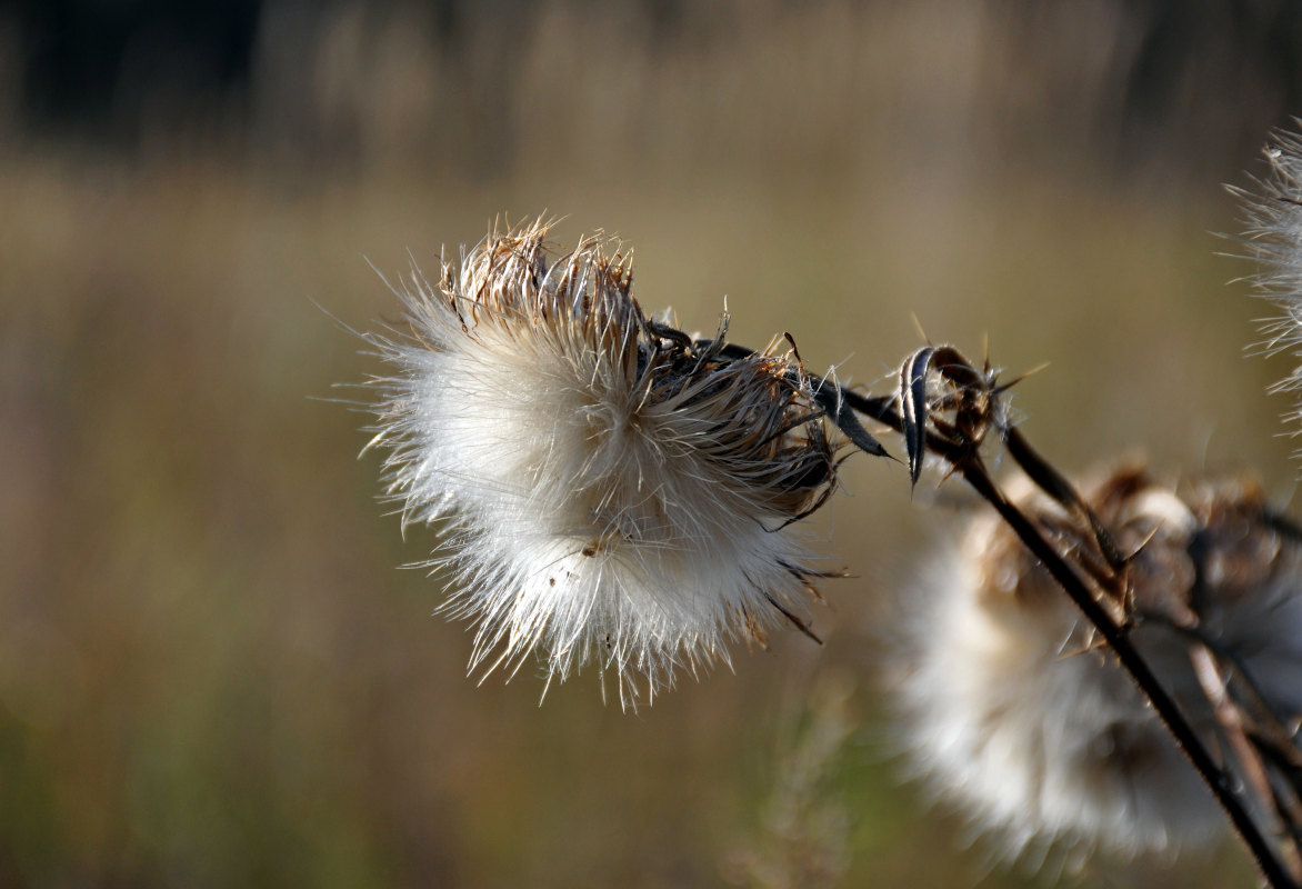 Изображение особи Cirsium vulgare.