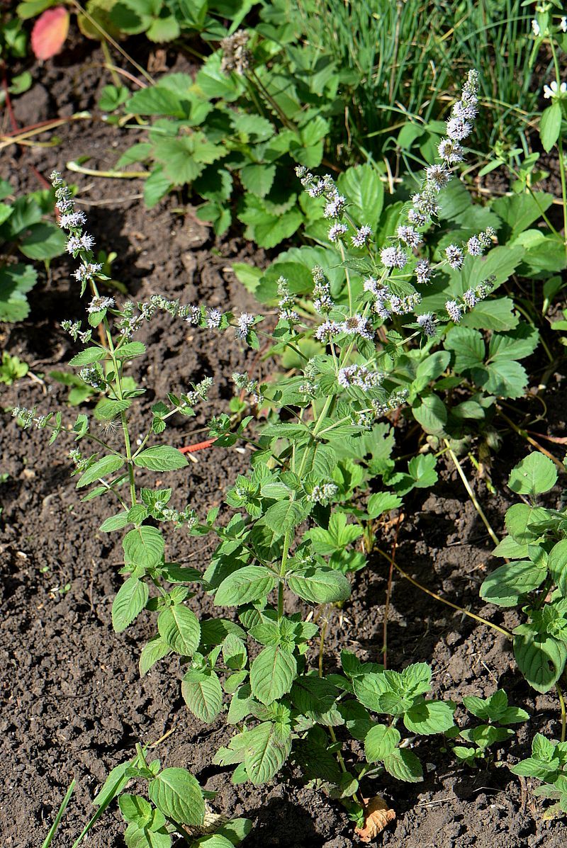 Изображение особи Mentha &times; dalmatica.