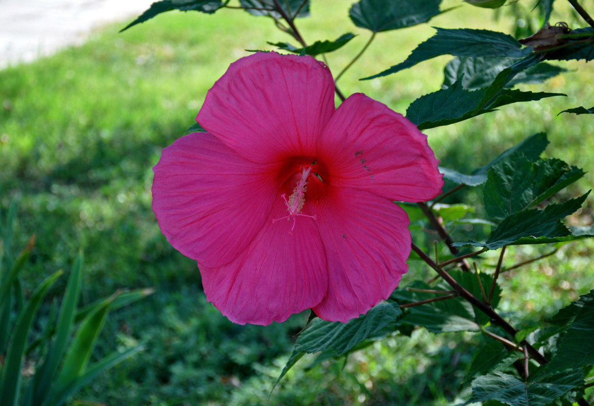 Image of Hibiscus &times; hybridus specimen.