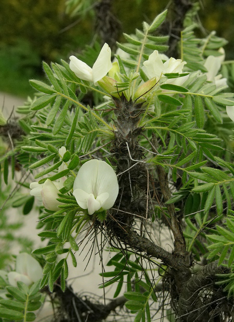 Image of Caragana jubata specimen.