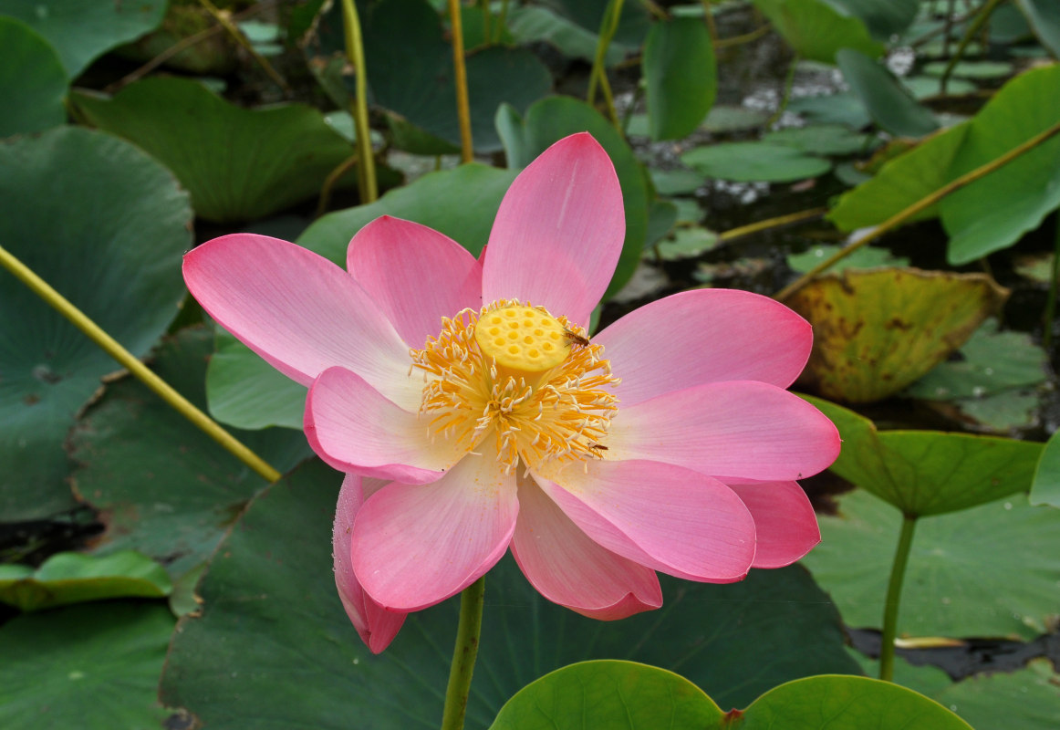 Image of Nelumbo caspica specimen.