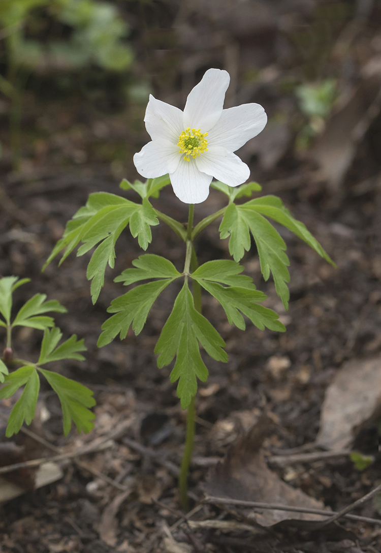 Image of Anemone nemorosa specimen.