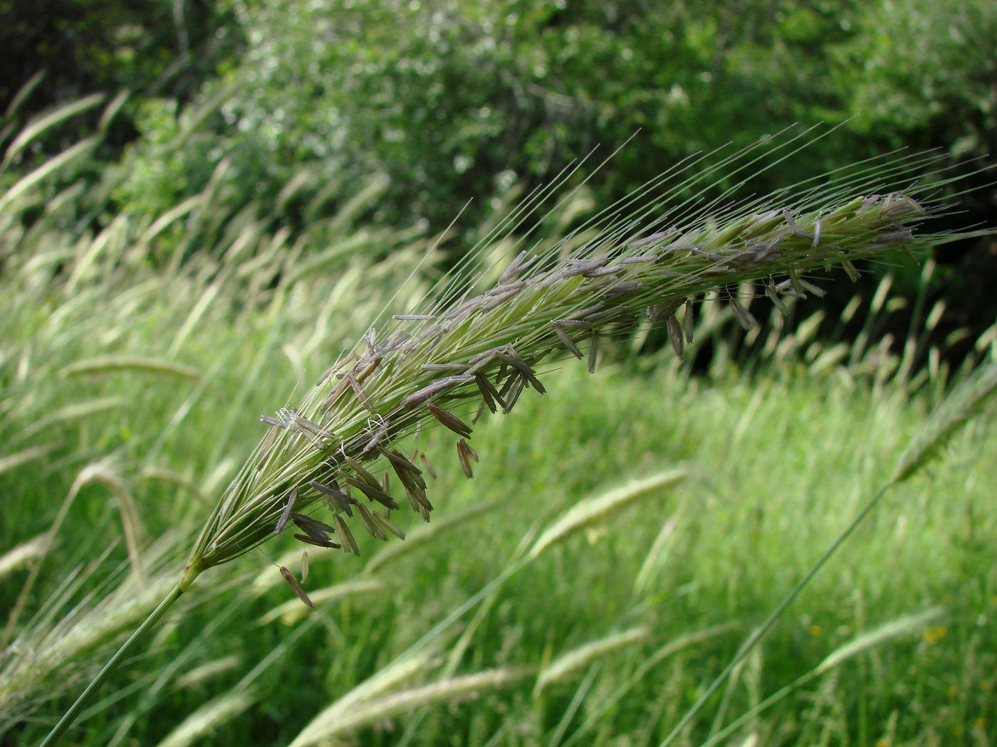 Изображение особи Hordeum bulbosum.