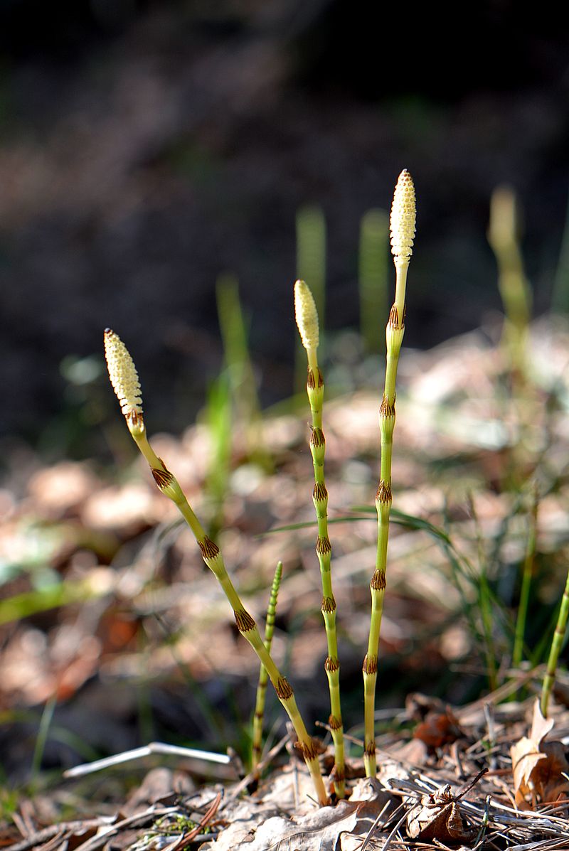 Image of Equisetum pratense specimen.