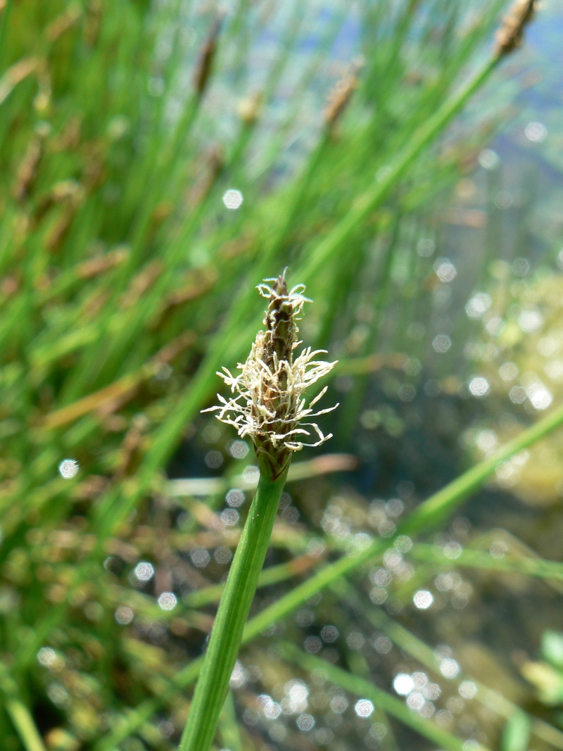 Изображение особи Eleocharis palustris.