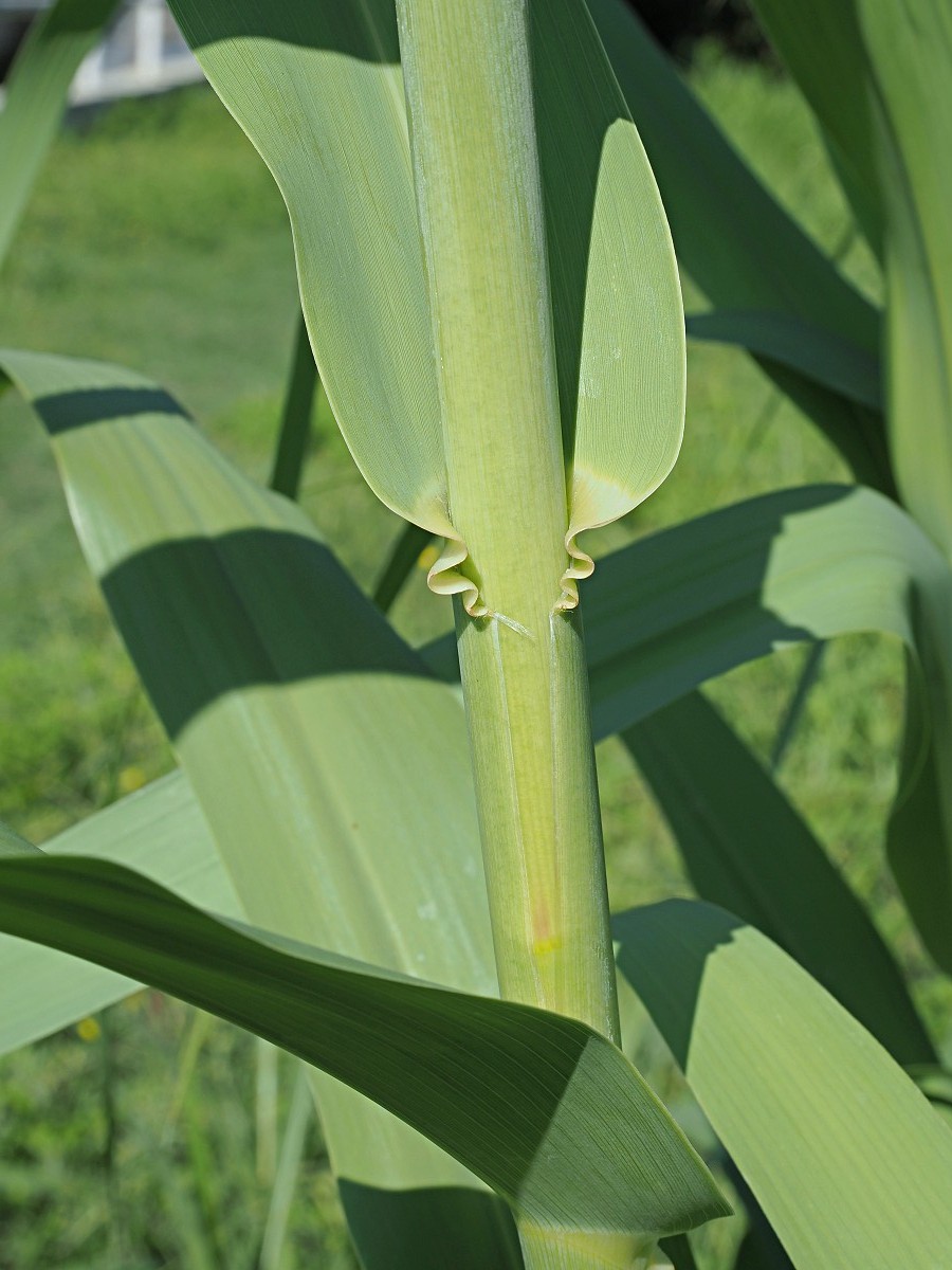 Изображение особи Arundo donax.