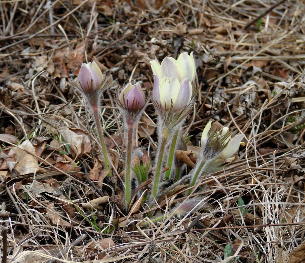 Изображение особи Pulsatilla orientali-sibirica.