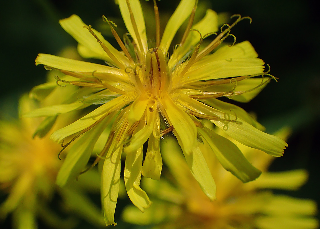 Изображение особи Crepis paludosa.