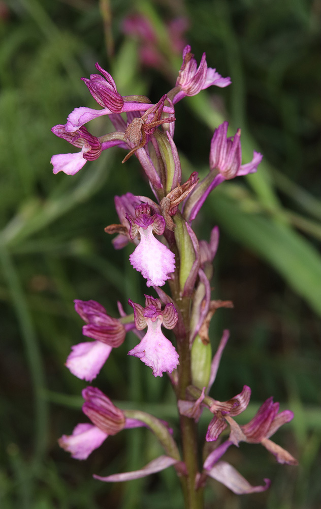 Image of Anacamptis &times; gennarii nothosubsp. orientecaucasica specimen.