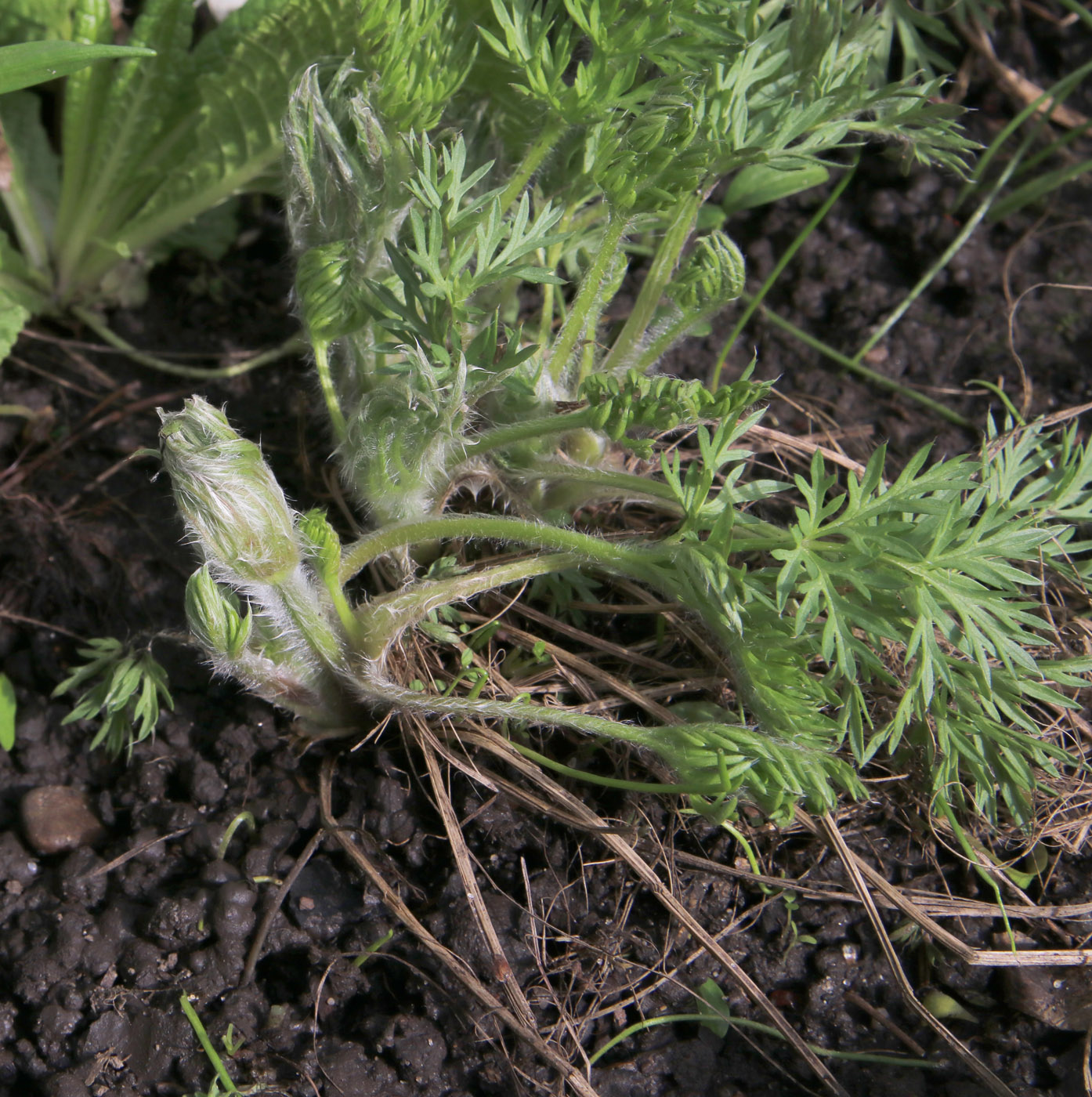 Изображение особи Pulsatilla regeliana.