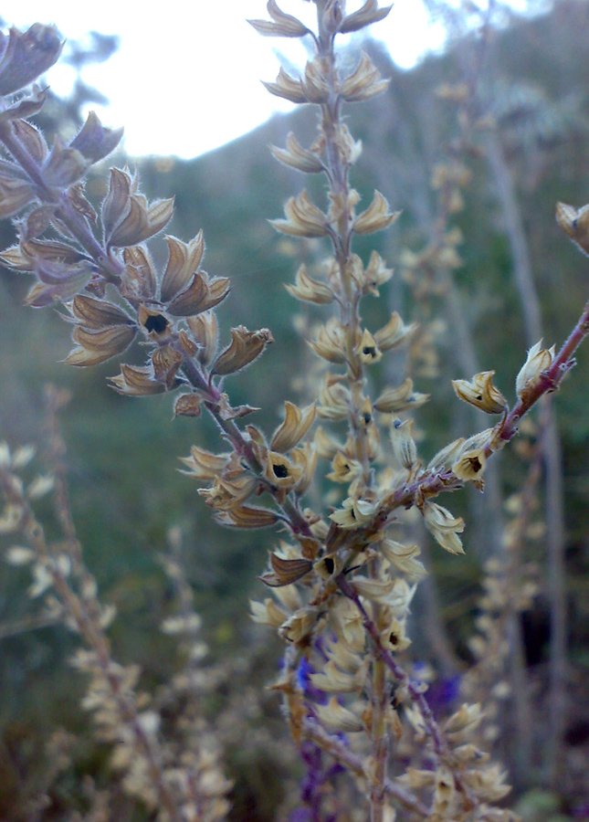 Image of Salvia deserta specimen.