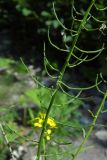 Смотреть изображение Erysimum aureum