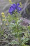 Aconitum cymbulatum