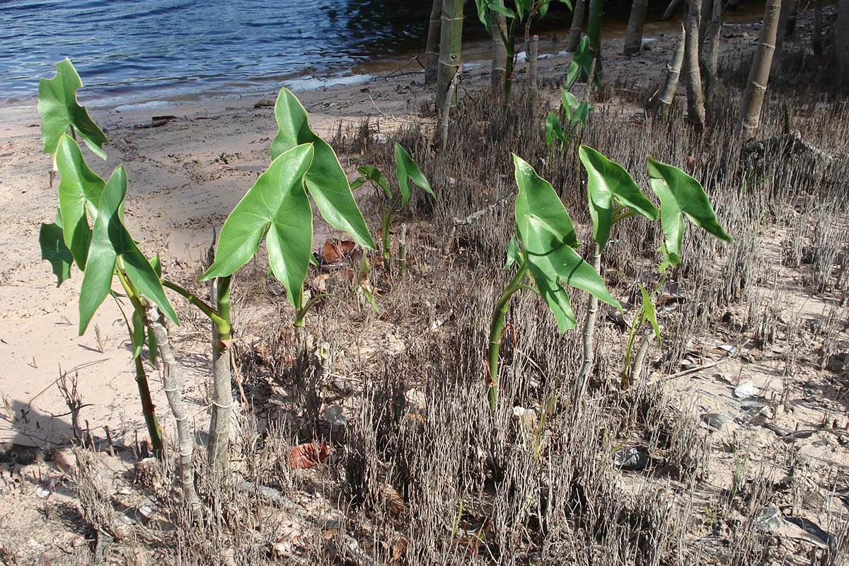 Изображение особи Montrichardia arborescens.