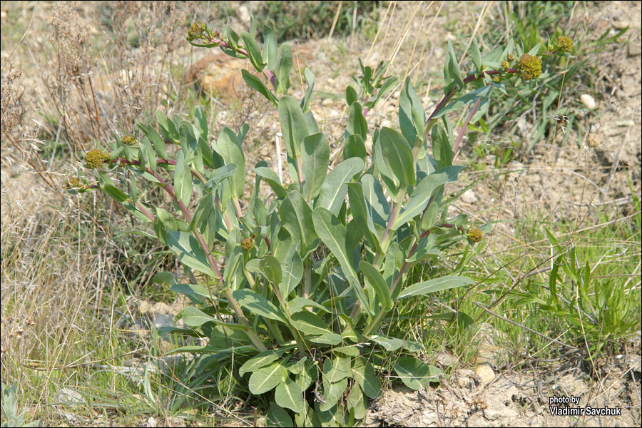 Image of Isatis littoralis specimen.