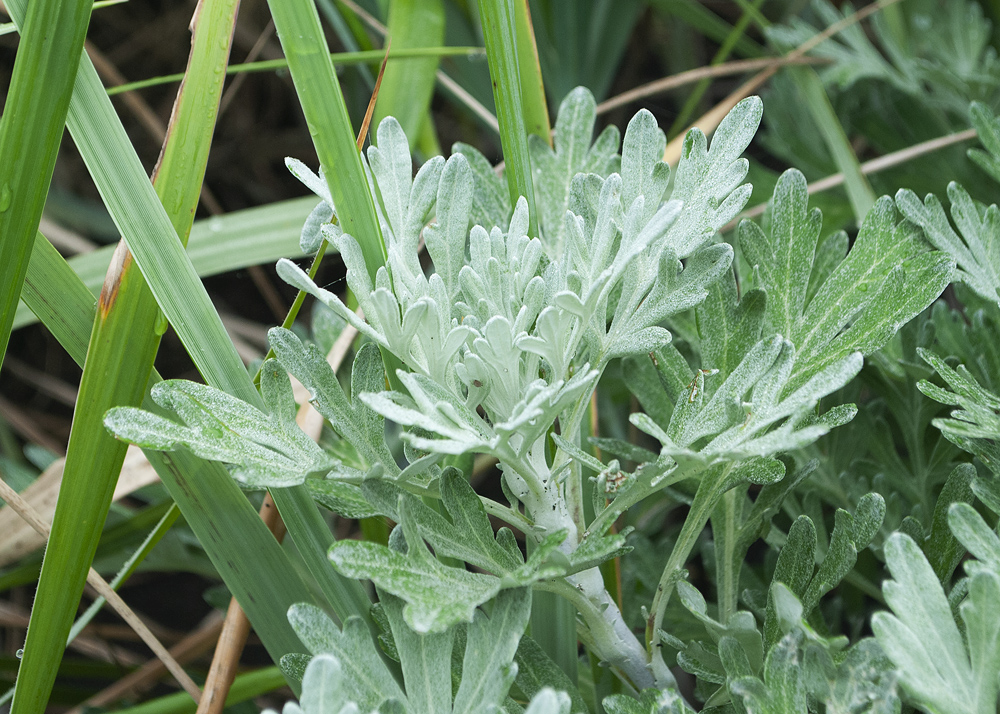 Изображение особи Artemisia stelleriana.