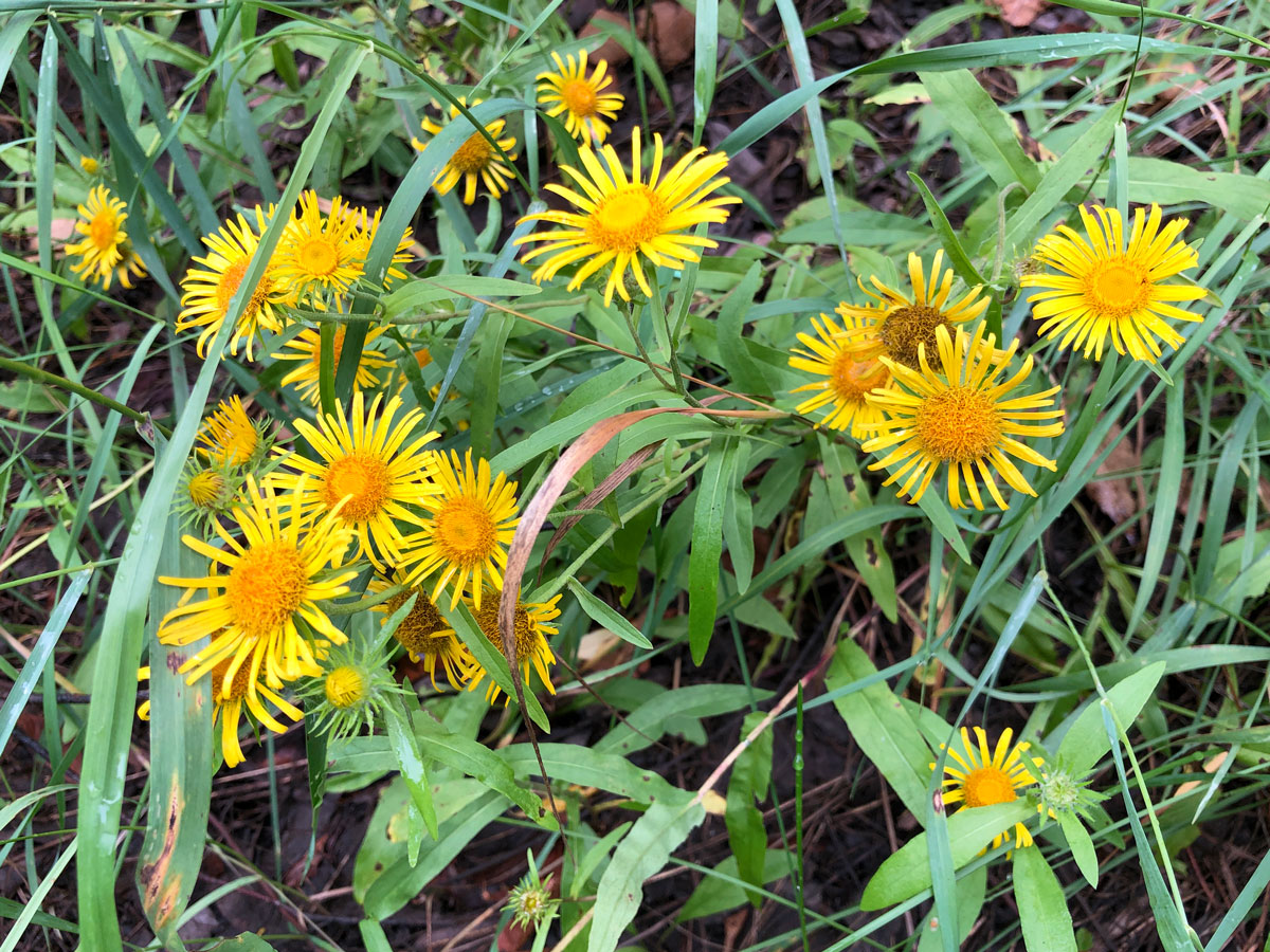 Image of Inula britannica specimen.