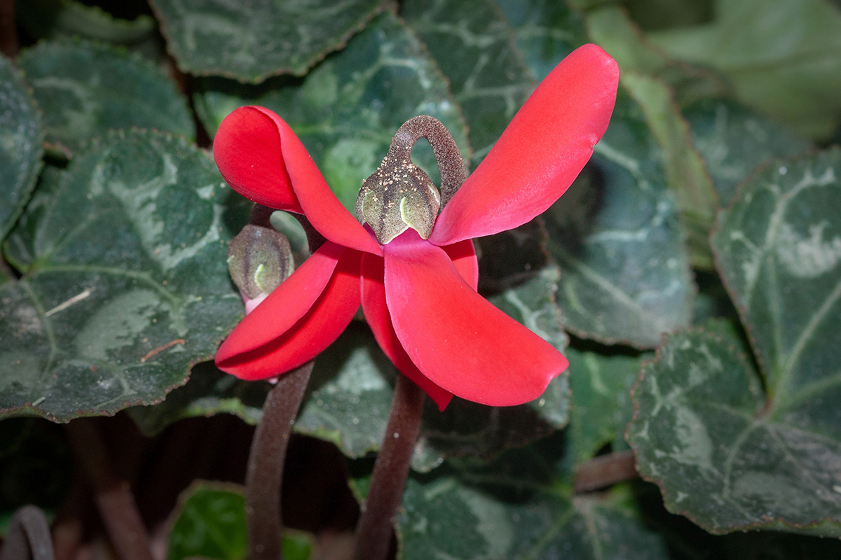 Изображение особи Cyclamen persicum.