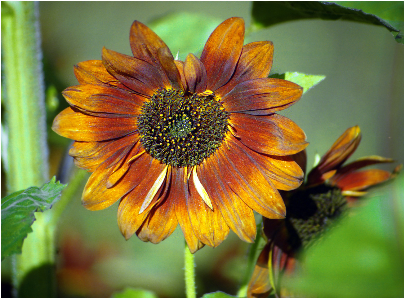 Image of Helianthus annuus specimen.