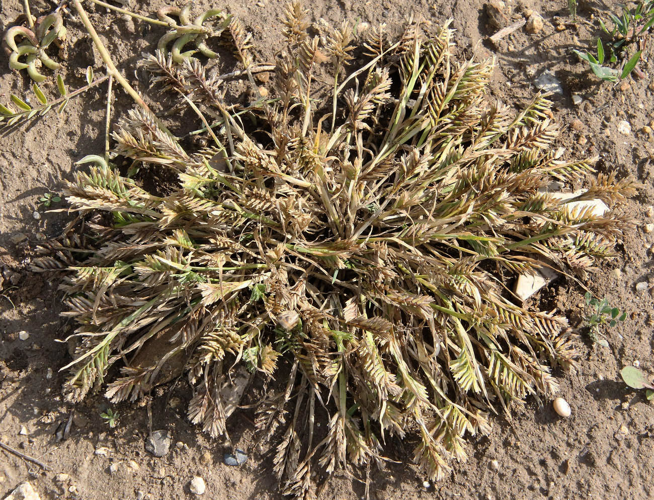 Image of Sclerochloa dura specimen.