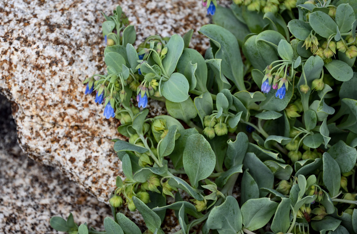 Изображение особи Mertensia maritima.