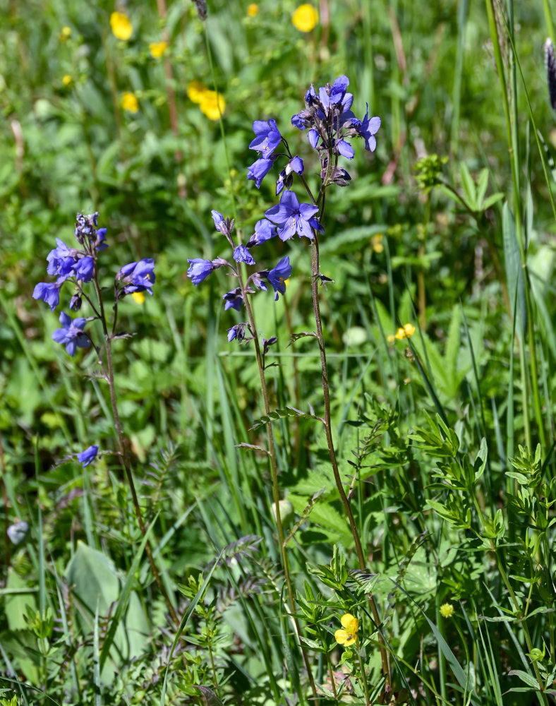 Изображение особи Polemonium caeruleum.