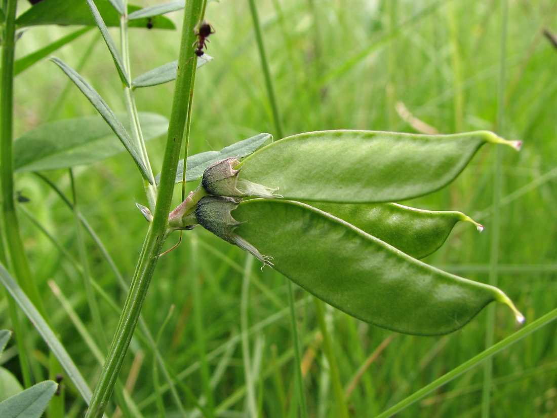 Image of Vicia sepium specimen.