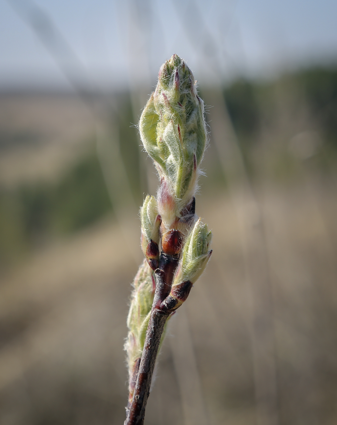 Image of Amelanchier spicata specimen.