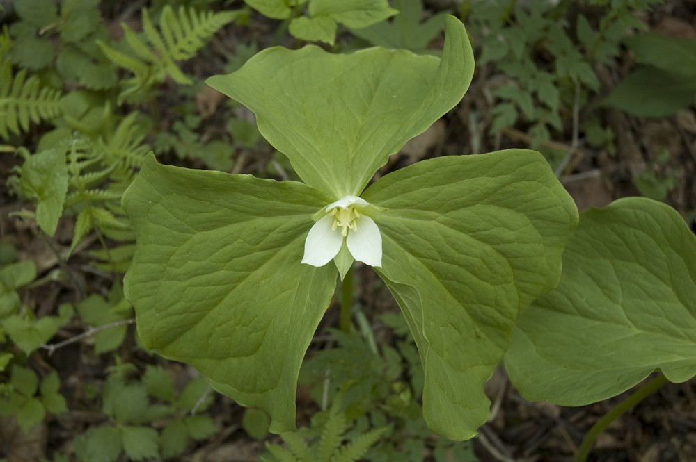 Image of Trillium × komarovii specimen.