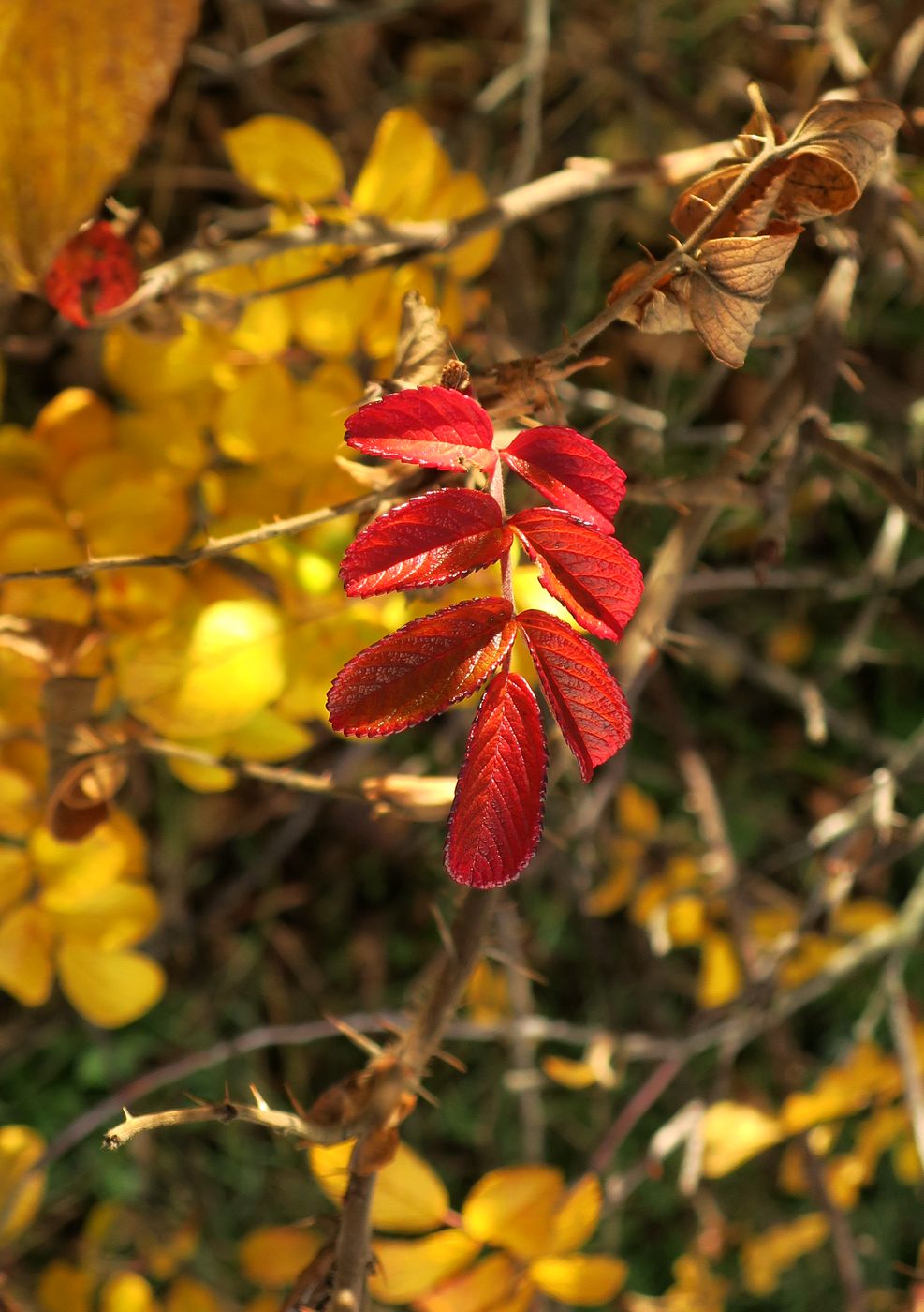 Image of Rosa rugosa specimen.