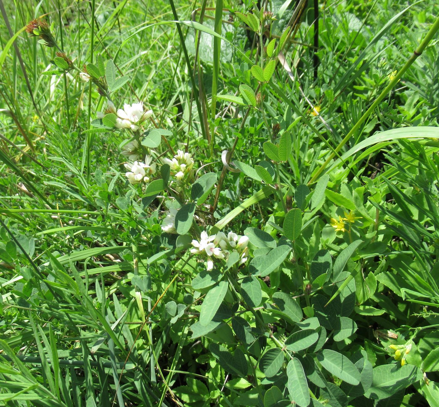 Изображение особи Lespedeza juncea.