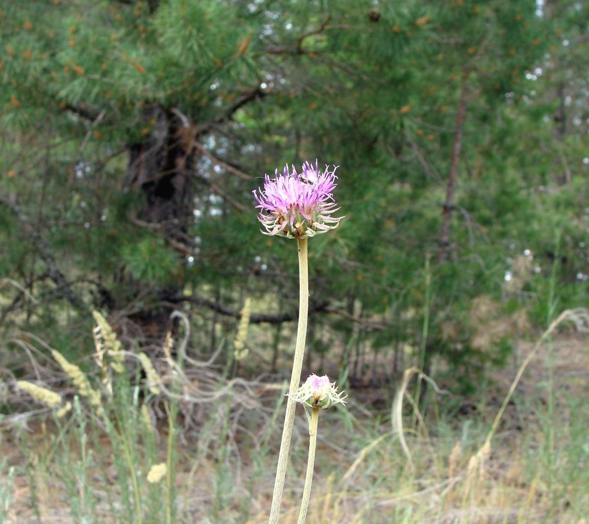 Image of genus Jurinea specimen.