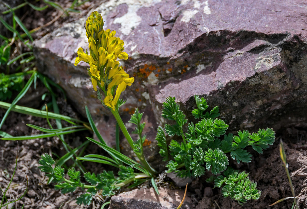 Изображение особи Corydalis gortschakovii.