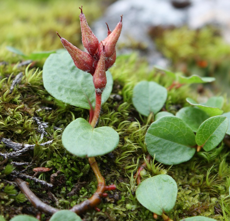 Image of Salix nummularia specimen.