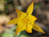 Tulipa biebersteiniana