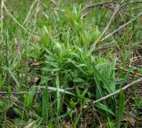 genus Euphorbia