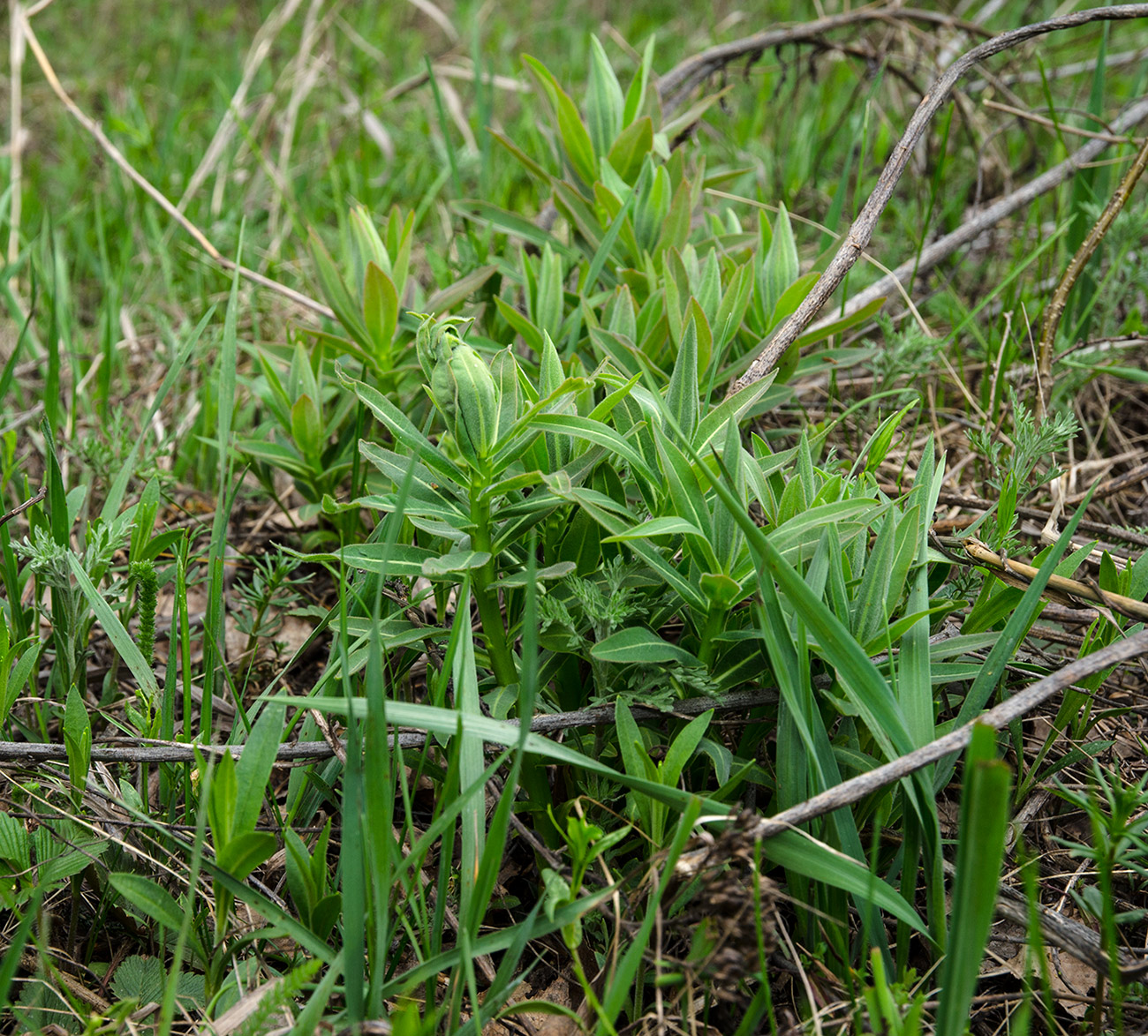 Image of genus Euphorbia specimen.