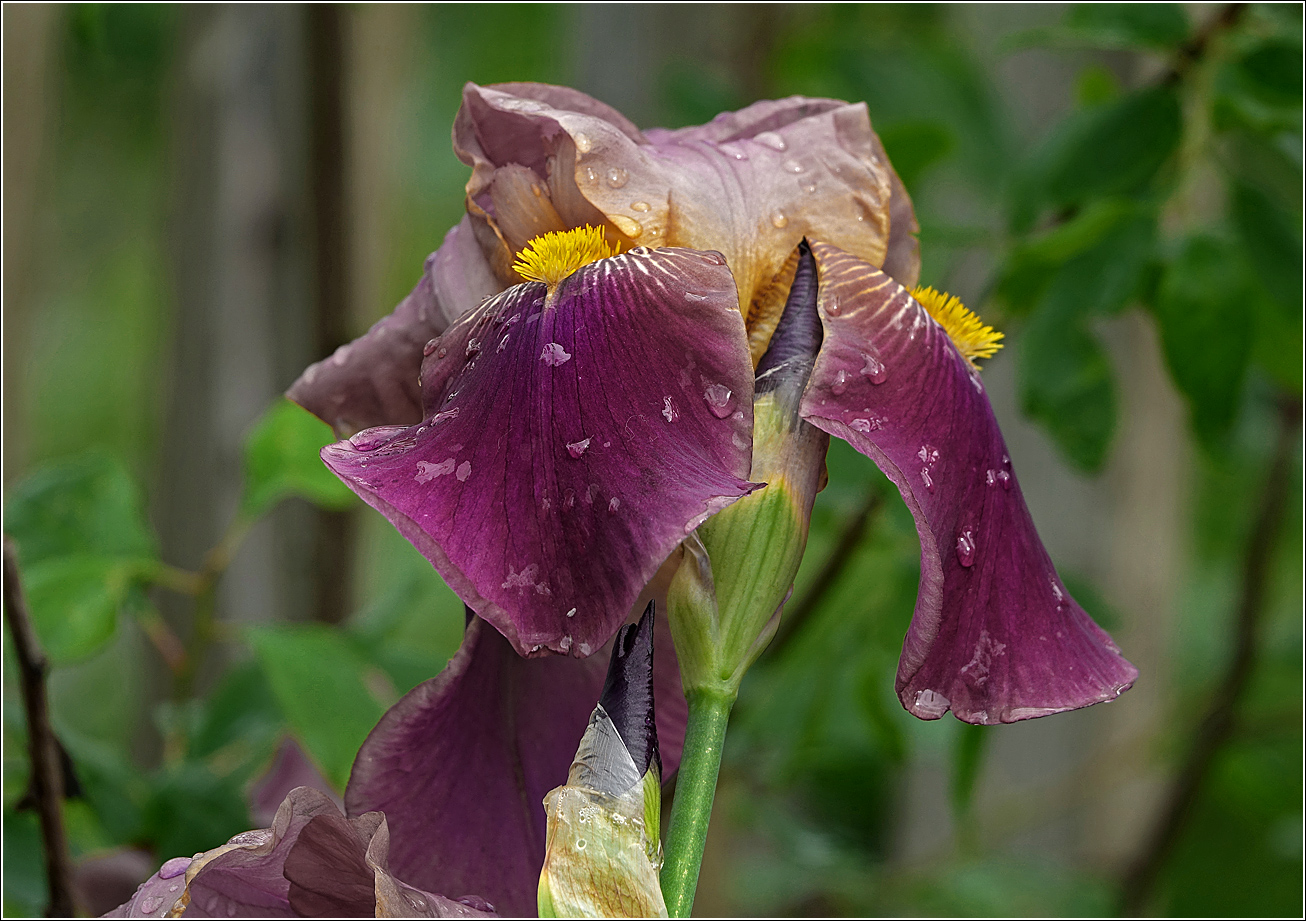 Изображение особи Iris &times; hybrida.